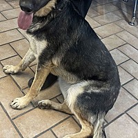 adopt-pet