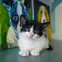 adopt a pet