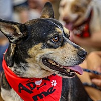 adopt a pet