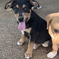 adopt a pet