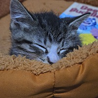 adopt a pet