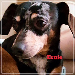 Thumbnail photo of Ernie #3