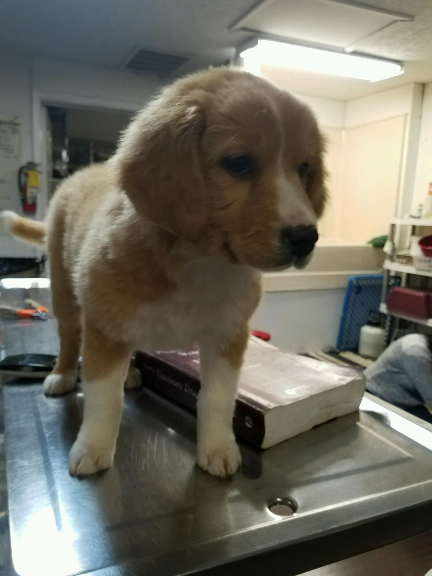 Dallas Ga Golden Retriever Meet Autry A Pet For Adoption