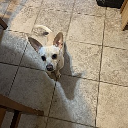 Chihuahua Puppies For Sale In West Virginia Adoptapet Com