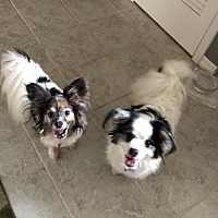 Papillon Pals Rescue Inc In Jacksonville Florida