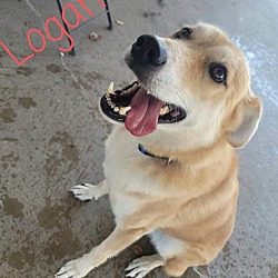 Ward Wiseman Animal Haven In Collinsville Oklahoma