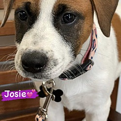 Photo of Josie-ADOPT Me!!