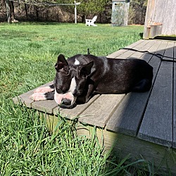 Photo of Penny