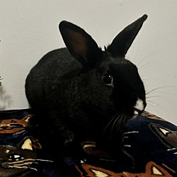 Thumbnail photo of Ollie #3