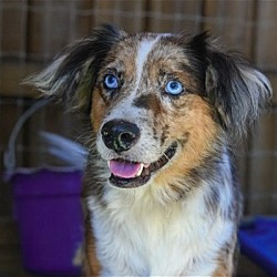 Photo of Apollo