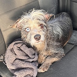 Unleashed love pet rescue clearance