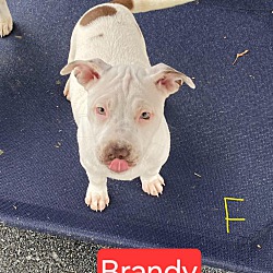 Photo of Brandy Adoption Pending