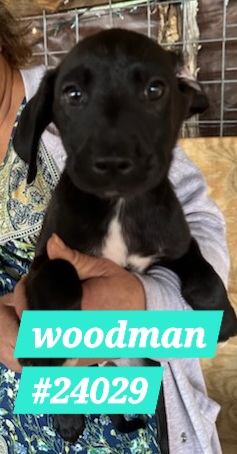 Photo of Woodman