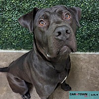 adopt-pet