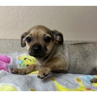 adopt-pet