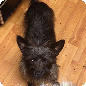 Hazard Ky Yorkie Yorkshire Terrier Meet Toto A Pet For Adoption