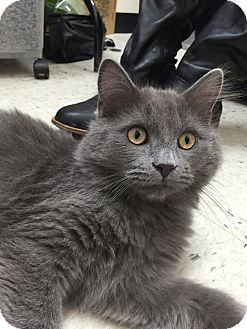 Somerville Ma Domestic Mediumhair Meet Fluff Petsmart Everett