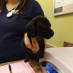 Thumbnail photo of Puppy Number Six-Adopted! #1