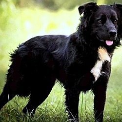 Thumbnail photo of RIVER(2 GREAT BREEDS!! SMART! #2