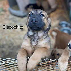 Thumbnail photo of Biscochito #2