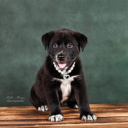 Photo of Lil Bear