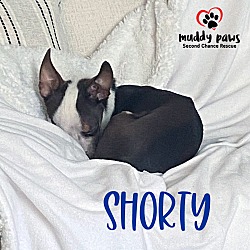 Thumbnail photo of Shorty #2
