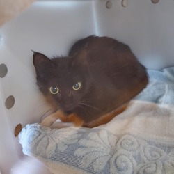 Photo of Calista: Rodent Responder, Adoption Fees Waived!