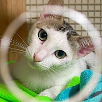 adopt a pet