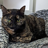 adopt-pet