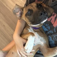adopt a pet