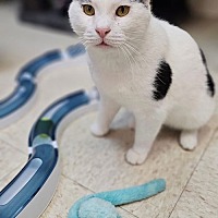 adopt a pet