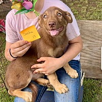 adopt a pet