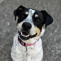 adopt a pet