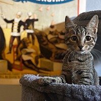 adopt a pet