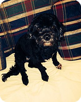 Coventry Ri Havanese Meet Lexi A Pet For Adoption