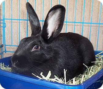 Duluth Mn Mini Rex Meet Nibbles A Pet For Adoption