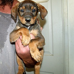 Thumbnail photo of THE DIEGO PUPS B #1