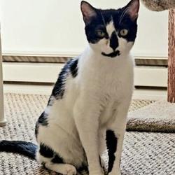 Romeoville Humane Society In Romeoville Illinois