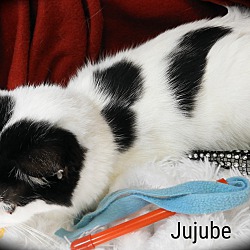 Thumbnail photo of Jujube #2