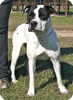 Inverness Fl American Bulldog Meet Ophelia A Pet For Adoption