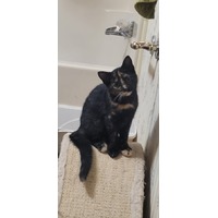 adopt-pet
