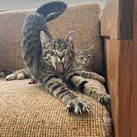 adopt a pet