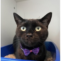 adopt-pet