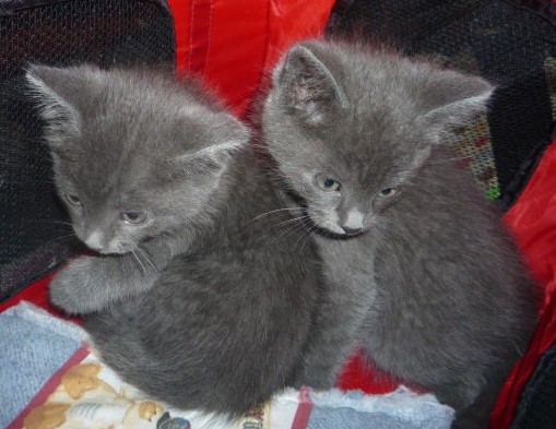 Dallas Tx Chartreux Meet Chartreux Twins A Pet For Adoption