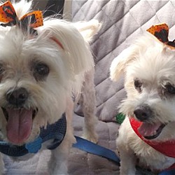 Thumbnail photo of Cassie & Gracie*Adopted #1