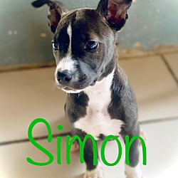 Thumbnail photo of Simon #3