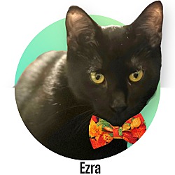 Photo of Ezra