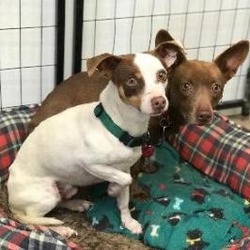 Photo of GROMIT bonded to WALLACE
