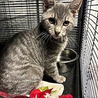 adopt a pet