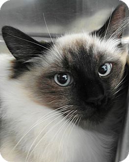 Wilmington De Siamese Meet Smokey A Pet For Adoption